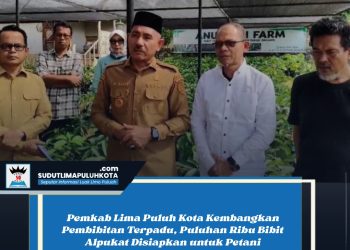 Pemkab Lima Puluh Kota Kembangkan Pembibitan Terpadu, Puluhan Ribu Bibit Alpukat Disiapkan untuk Petani