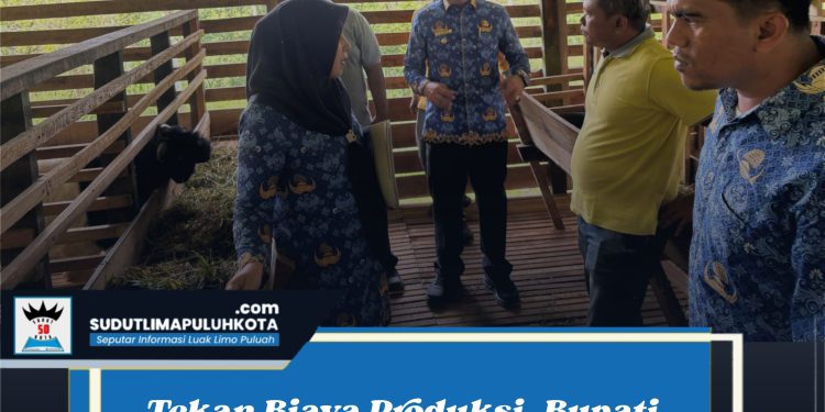Tekan Biaya Produksi, Bupati Lima Puluh Kota Dorong Pakan Ternak Berbasis Potensi Lokal