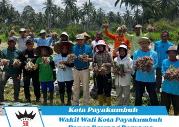 Wakil Wali Kota Payakumbuh Panen Bawang Bersama Kelompok Tani Serasih
