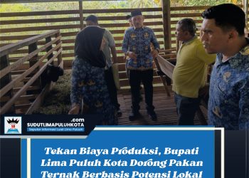 Tekan Biaya Produksi, Bupati Lima Puluh Kota Dorong Pakan Ternak Berbasis Potensi Lokal