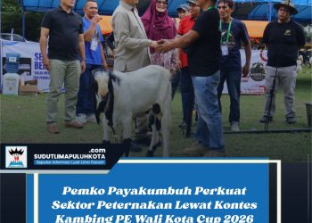 Pemko Payakumbuh Perkuat Sektor Peternakan Lewat Kontes Kambing PE Wali Kota Cup 2026