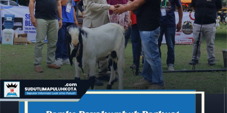Pemko Payakumbuh Perkuat Sektor Peternakan Lewat Kontes Kambing PE Wali Kota Cup 2026